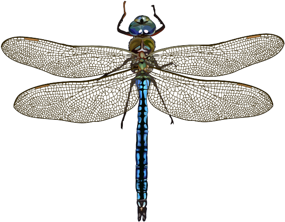 Download Anax Imperator Leach Imagen De Una Libelula Png Image With No Background Pngkey Com