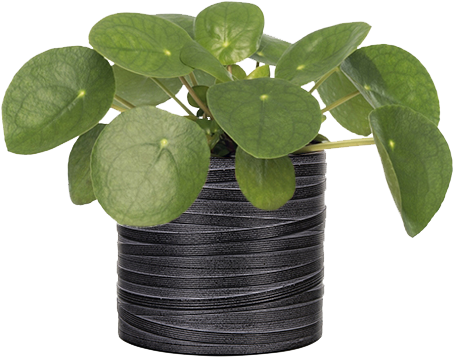 Capi Nature Loop Indoor - Planten Pannenkoekplant (pilea Peperomioides) D 12 (468x378), Png Download