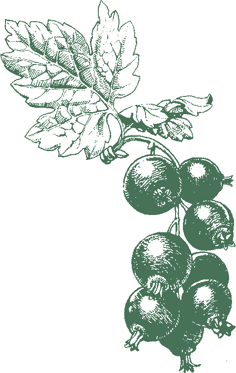 Update On Our - Oleofarm Syrop Z Czarnej Porzeczki 55 % Soku Z Owoców (480x758), Png Download