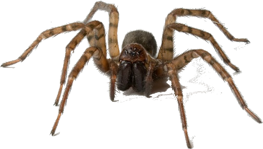 Socialcompare - Common House Spiders (640x393), Png Download