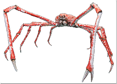 Cangrejo Araña Gigante - Japanese Spider Crab Mug (494x356), Png Download