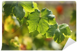 Vitis (400x400), Png Download