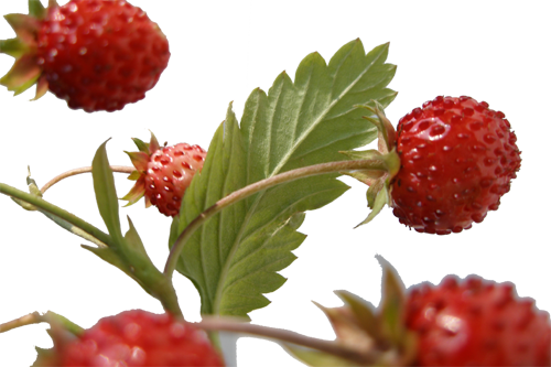 Wild Strawberry - Wild Natural Strawberries (500x333), Png Download