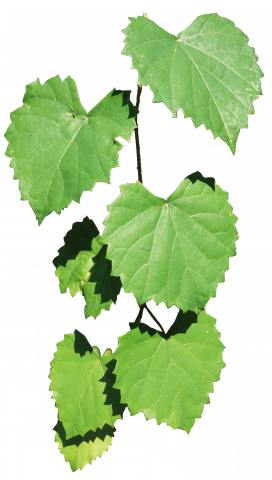 Louisiana State Arboretum State Preservation Area (272x480), Png Download