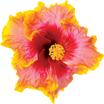 Hibiscus Sun Kiss (450x450), Png Download