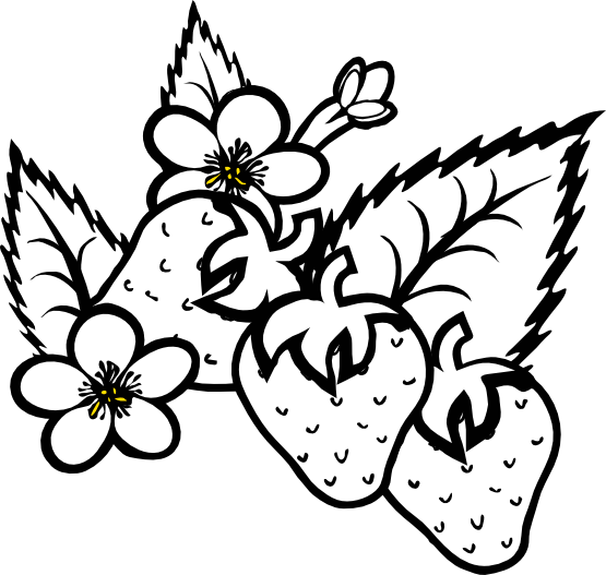 Strawberry Plant Black And White (555x527), Png Download