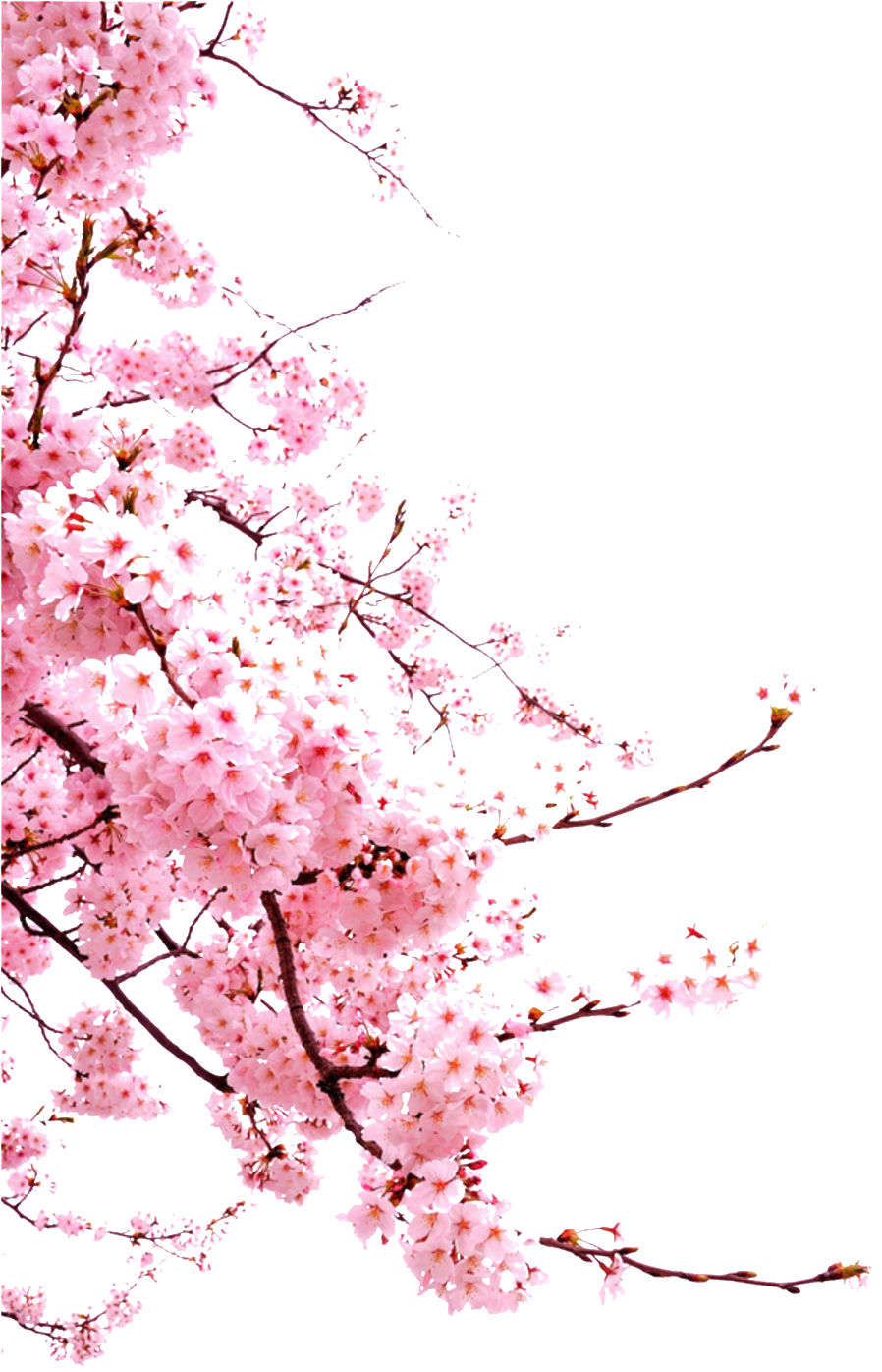 Romantic Chinese Style Painted Pink Flower Elements - Sakura Cherry Blossom Png (1024x1542), Png Download
