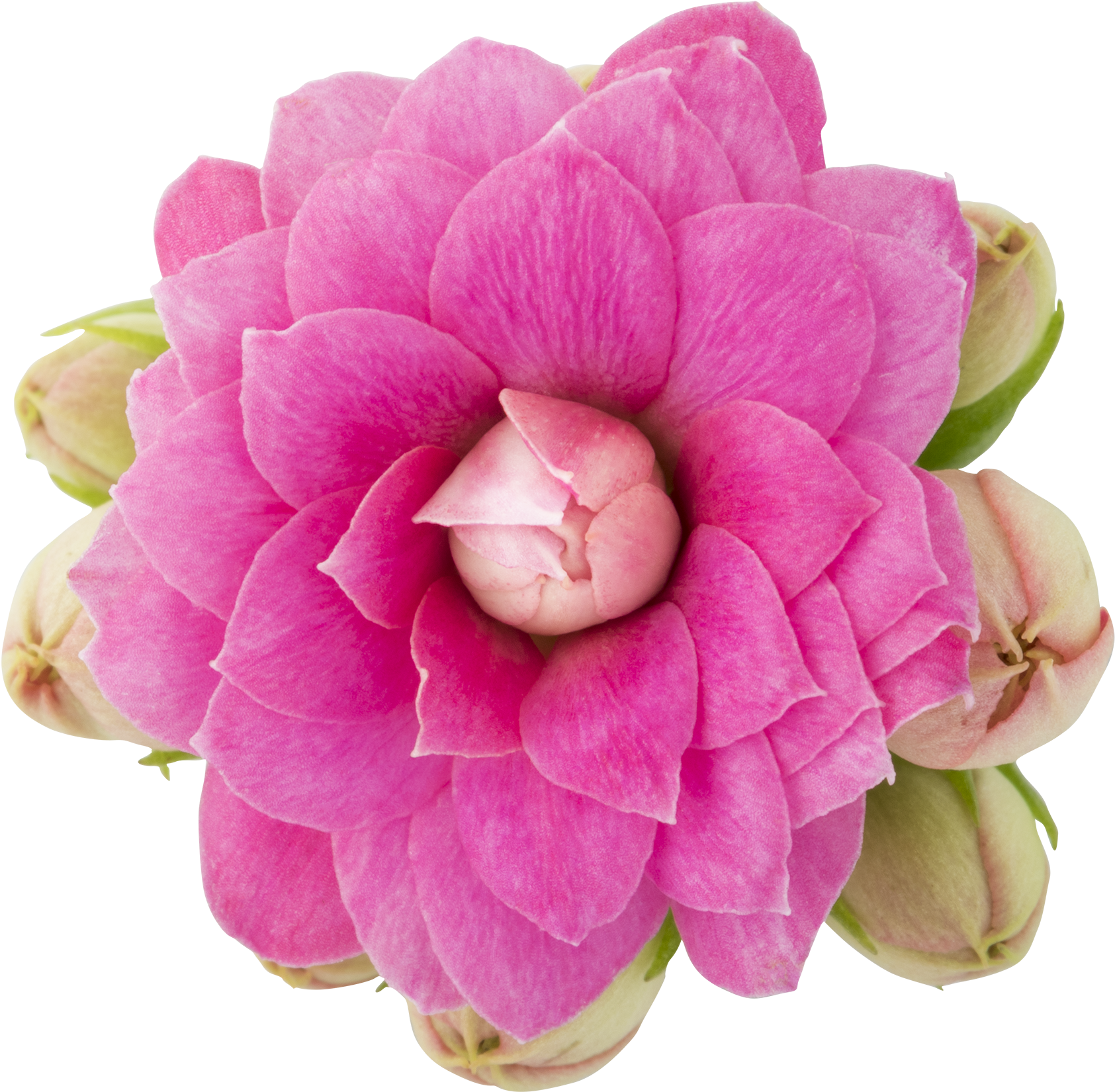 Queen R Roseflowers R Kalanchoe Interspecific Hybrid (2000x2000), Png Download