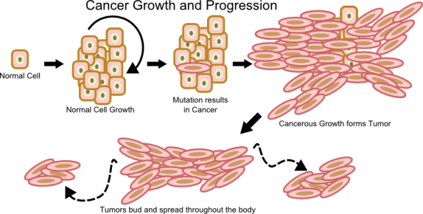 Definition/description - Do Cancer Cells Grow (605x306), Png Download