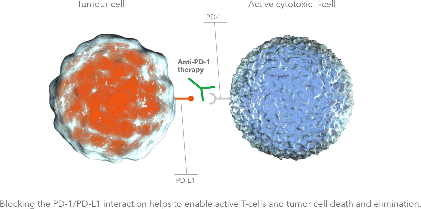 Non Small Cell Lung Cancer - Pd-l1 (1716x868), Png Download