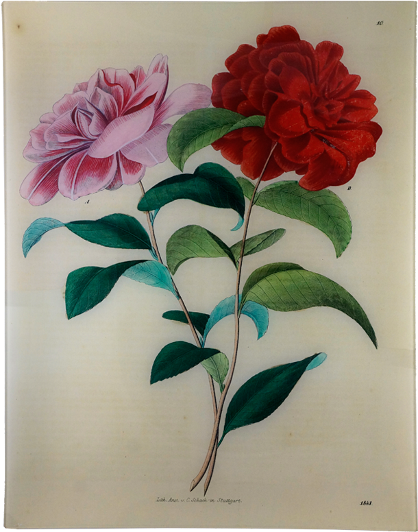 Astier De Villatte Plate Flower (800x800), Png Download