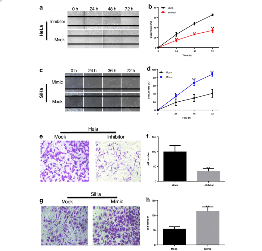 Mir 486 5p Promotes Cervical Cancer Cell Migration - Diagram (850x815), Png Download