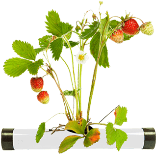 Mint Plant - Soil (323x424), Png Download