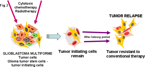 Identification Of Cancer Stem Cells In Brain Tumors - Chemotherapy (643x296), Png Download
