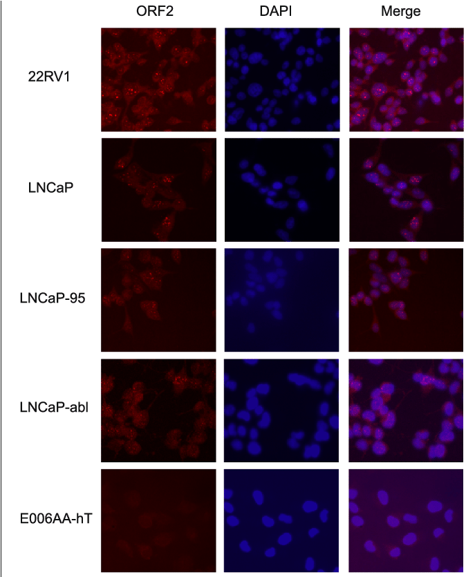 Immunofluorescence Of Endogenous Orf2p In A Panel Of - Norcantharidin (689x834), Png Download