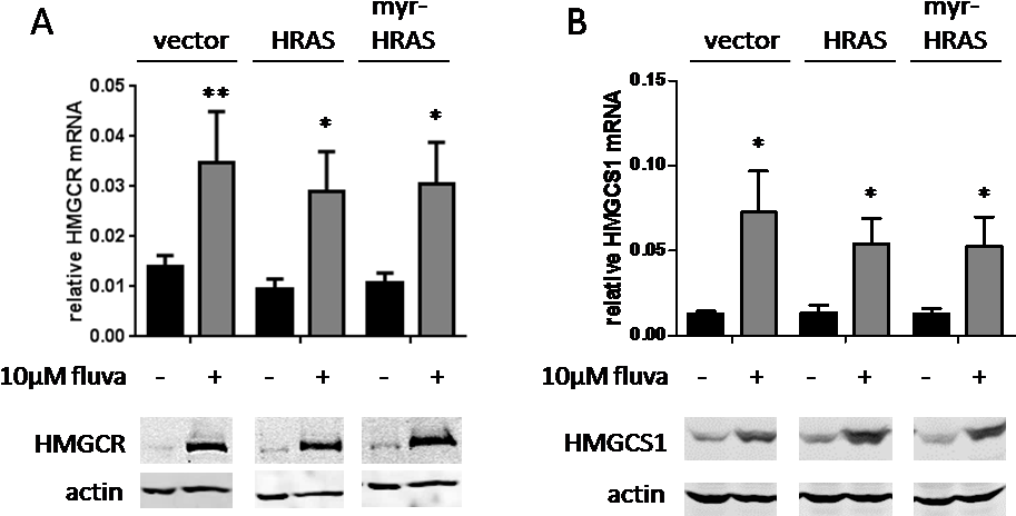 Statin-induced Cancer Cell Death Can Be Mechanistically - Ras Subfamily (949x494), Png Download
