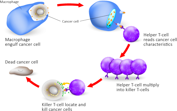 The Immune Cells Need To Be Very Careful When Attacking - Cell Mediated Immune Response Model (600x380), Png Download