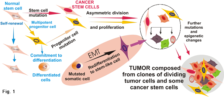 Stem Cell (736x338), Png Download
