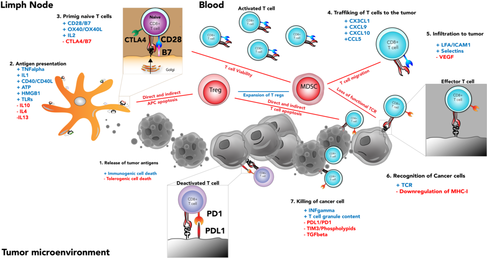Immunotherapy Is A Way To "wake Up" Our Immune System - Web Page (1000x581), Png Download