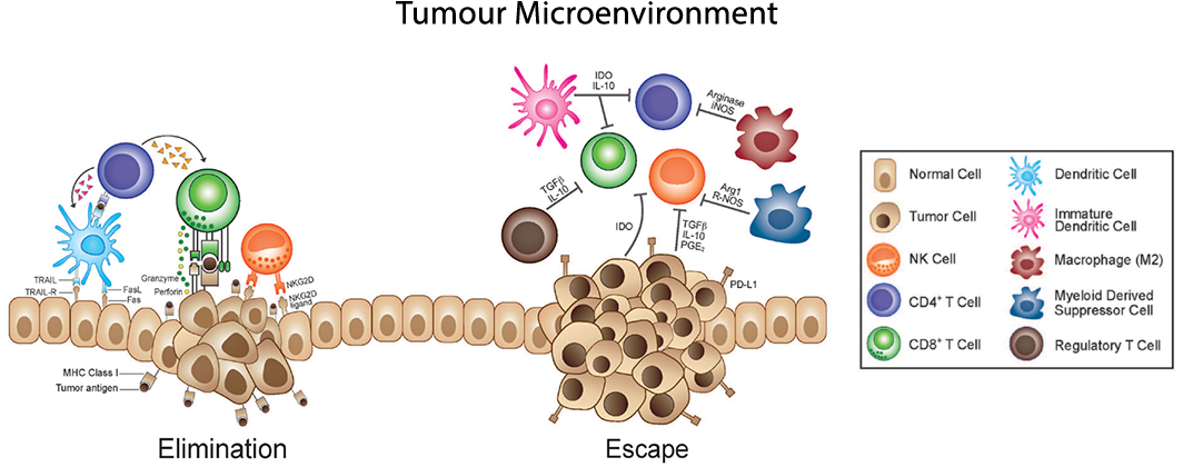 Crosstalk Between Cancer And Immune Cells - Immunosurveillance (1072x447), Png Download