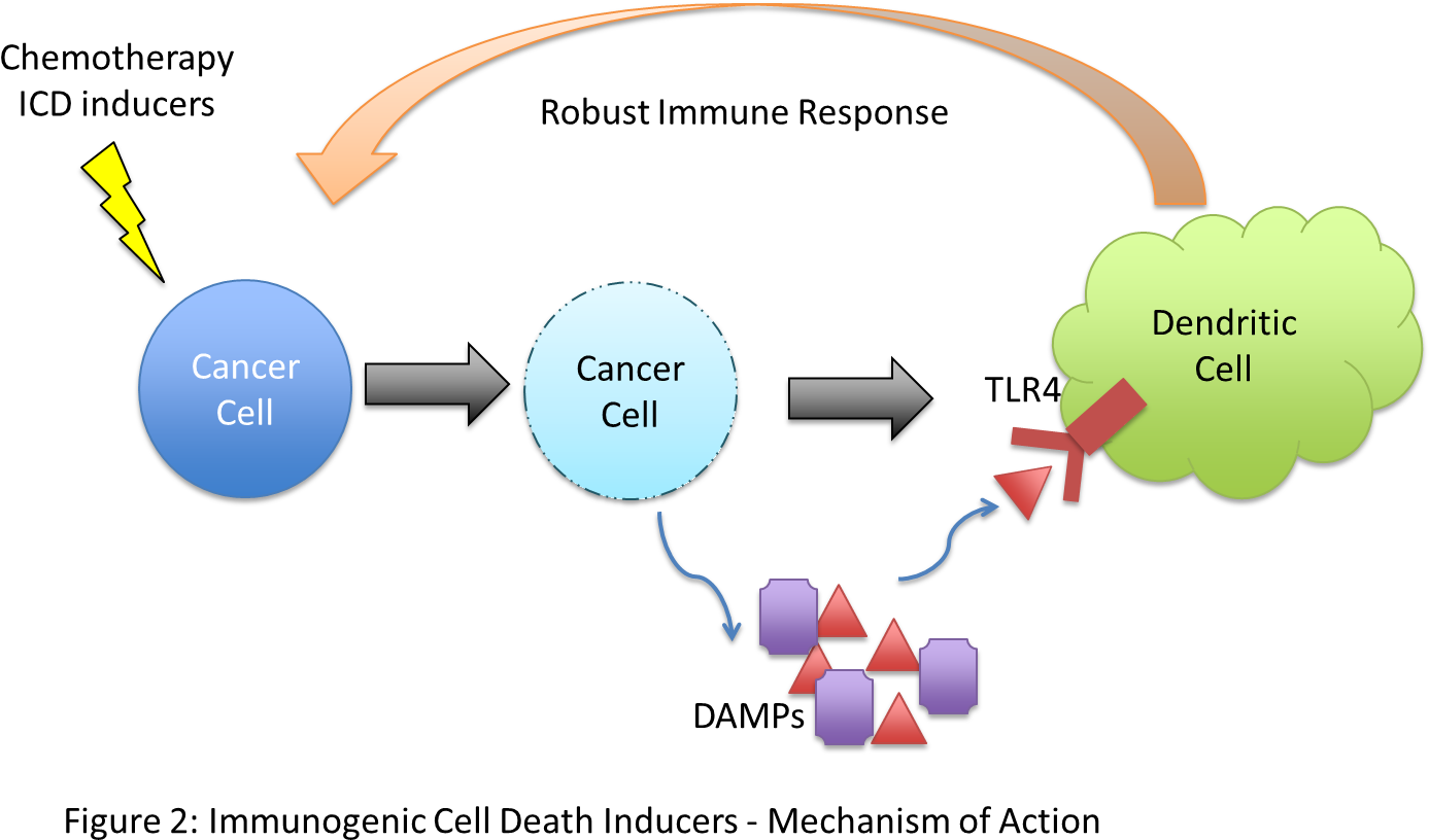 Research Into Immune Responses Against Cancer Has Demonstrated - Immunogenic Cell Death Icd (1412x844), Png Download