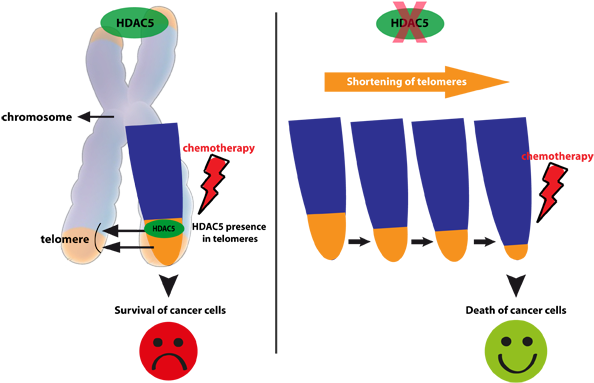 Hdac5 Telomeres (600x397), Png Download