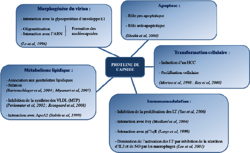 Fonctions Connues De La Protéine De Capside Du Vhc - Hepatitis C Virus (850x520), Png Download