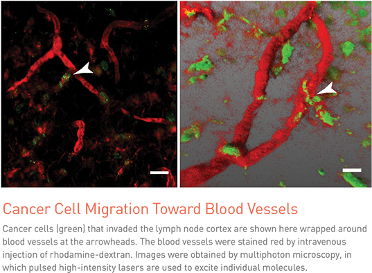 They Discovered This By Using Image Analysis, Which - Massachusetts (550x405), Png Download