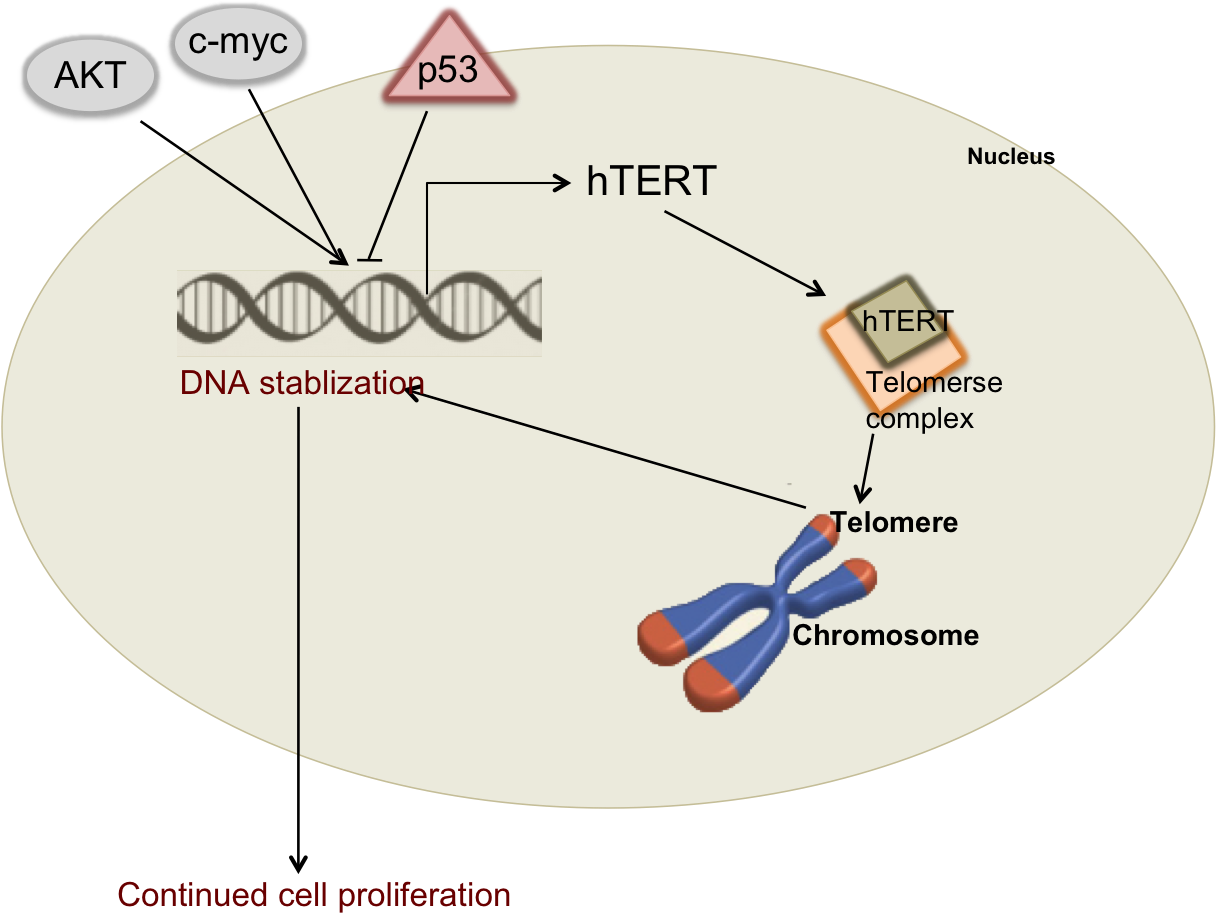 Cancer Cells This Protein Is Highly Overexpressed And - Dna Vector (1280x927), Png Download