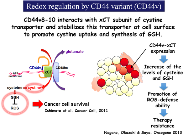 Date - Cancer Stem Cell (600x441), Png Download