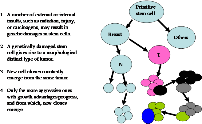 Evolution Of Breast Cancer (670x404), Png Download