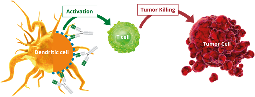 In Addition, Since Some Cancer Cells Express Cd40 On - Alligator Bioscience (855x337), Png Download