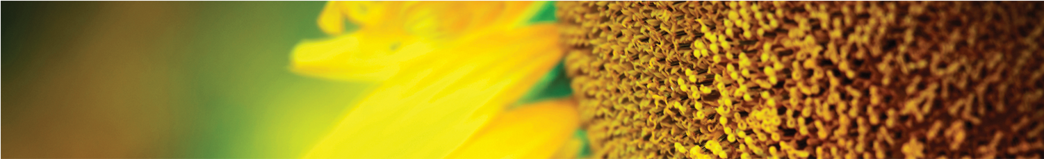 Sunflower (1501x909), Png Download