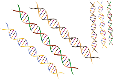 Dna Dna Strand Dna Helix Helix Research Sc - Dna (481x340), Png Download
