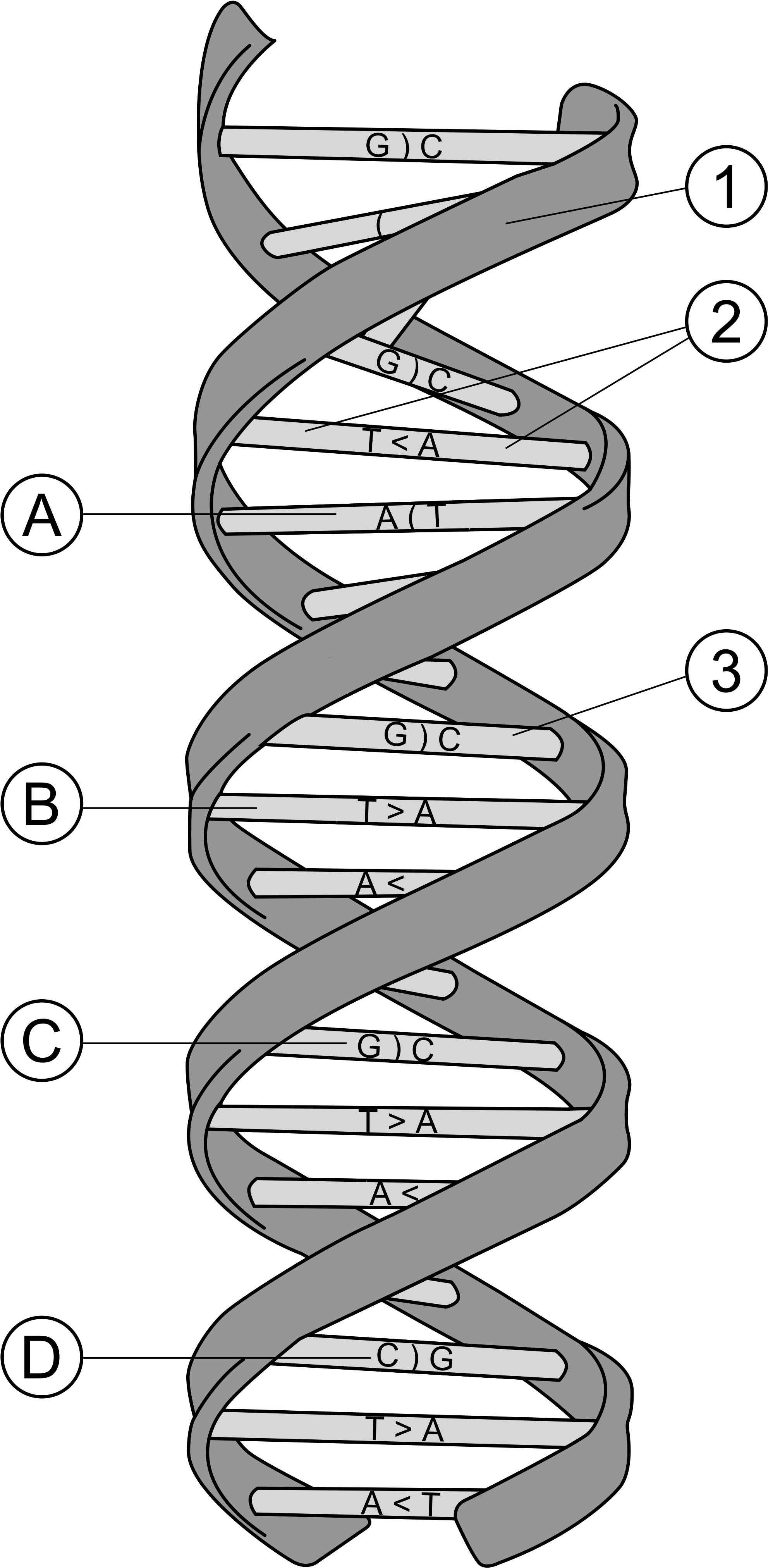 Dna Clipart Svg - Structure Of D Dna (2000x4072), Png Download