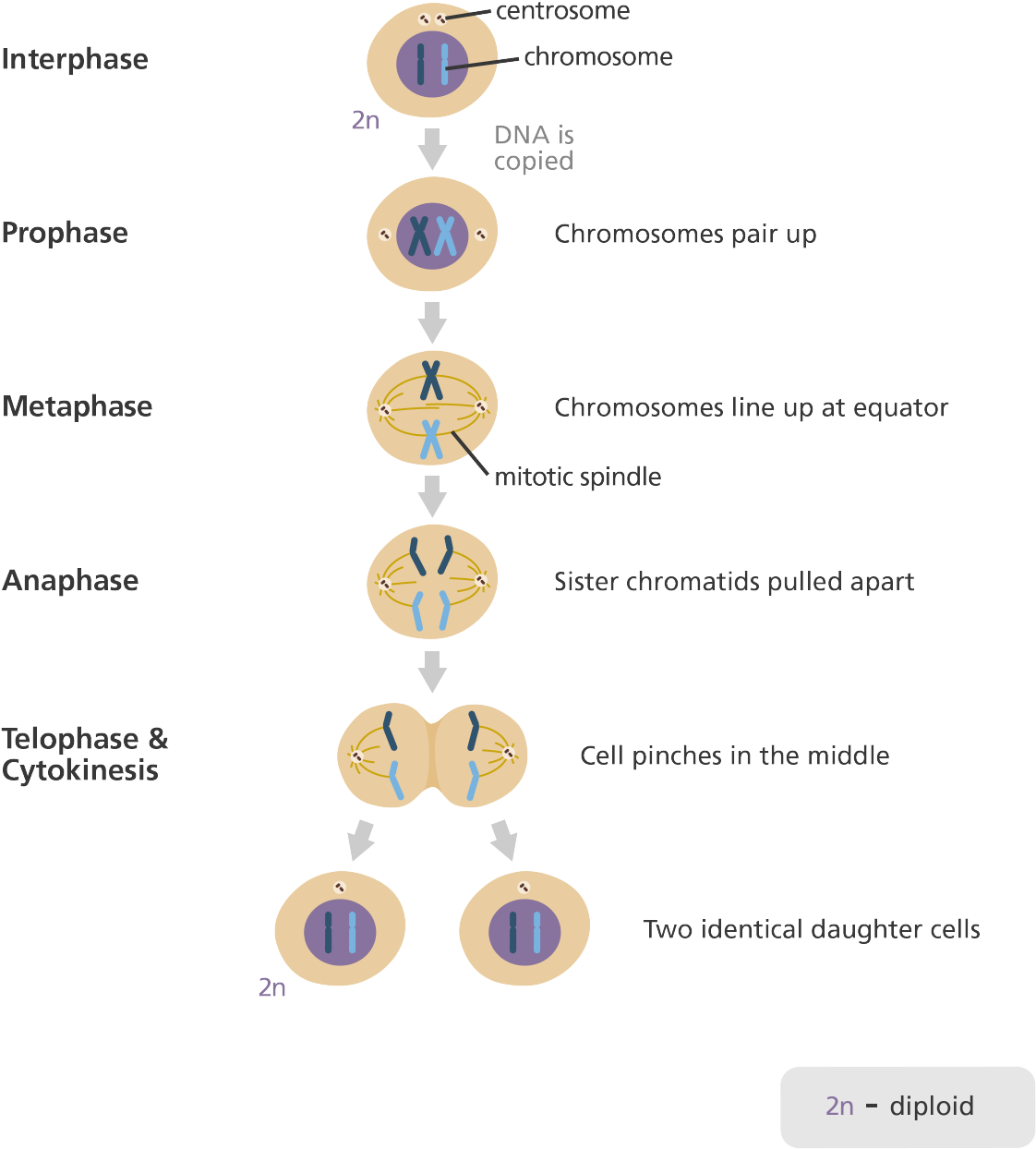 Svg Library Library What Is Mitosis Homeschool - Stages Of Mitosis (1200x1320), Png Download