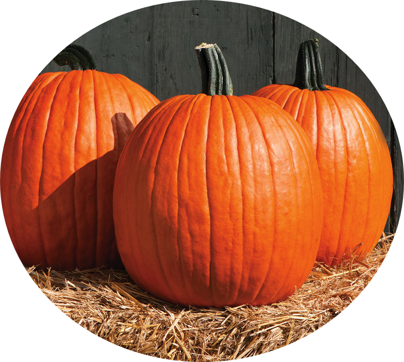 Pumpkin - David's Garden Seeds Pumpkin Cargo Pmr D3978poi (orange) (816x732), Png Download