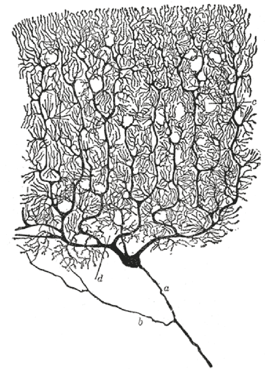 Beautiful Brain: The Drawings Of Santiago Ramon Y Cajal (1208x1288), Png Download