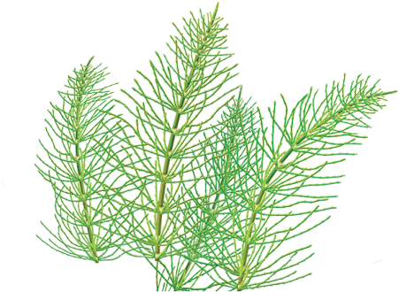 Horsetail Herbal Supplement - Alvita Horsetail Tea - 24 Bags (500x500), Png Download