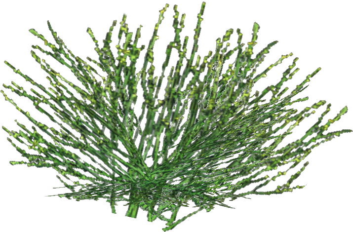 Variegated Horsetail - Wiki (750x750), Png Download