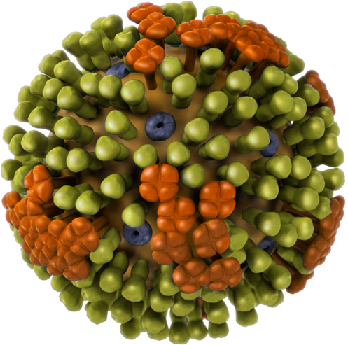 Flu[1] - Influenza B Virus (500x500), Png Download