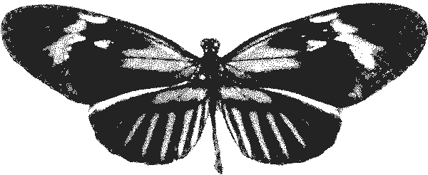 This Film Tells The Epic, True Story Of Explorer Henry - Brush-footed Butterfly (600x246), Png Download