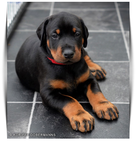 Korifey Dobermann Male Korifey Rage Jw - Male (490x504), Png Download