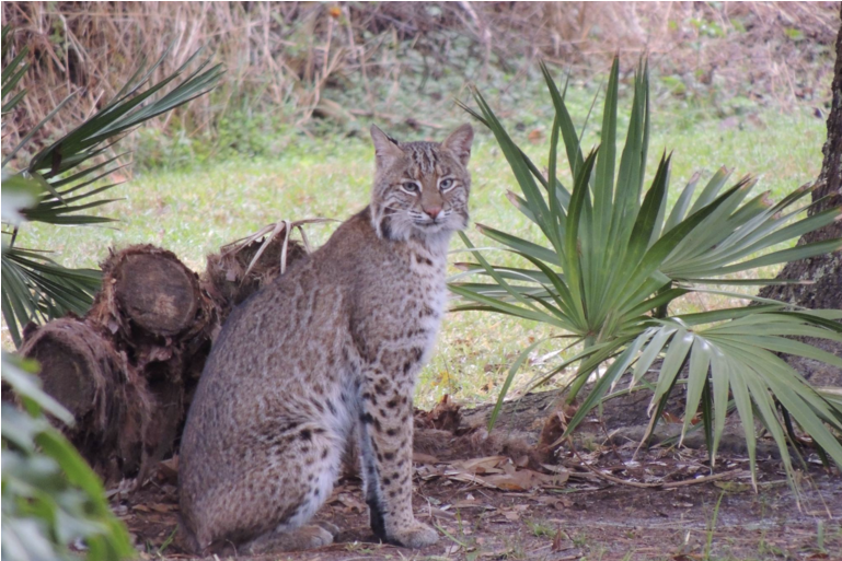 'save Flagler Beach Pets' Meeting To Discuss Dangers - Palm Coast (870x580), Png Download