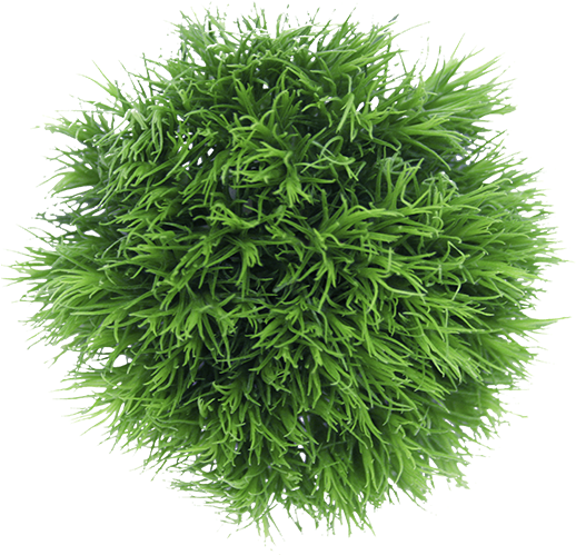 Colibri Flowers Greenball, Grower Of Carnations, Minicarnations, - Liverwort (523x588), Png Download