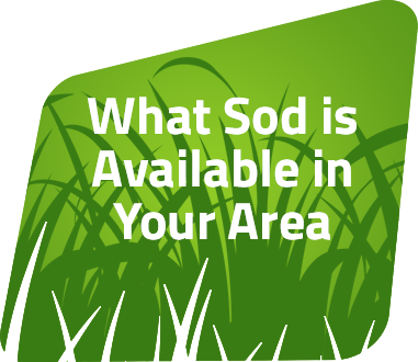 If You Have Questions, Please Use The Form At The Bottom - Grass (381x330), Png Download