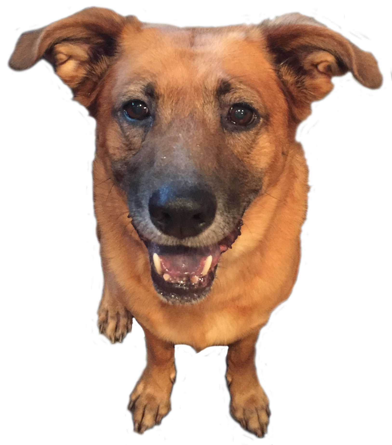 Dog (1644x1844), Png Download