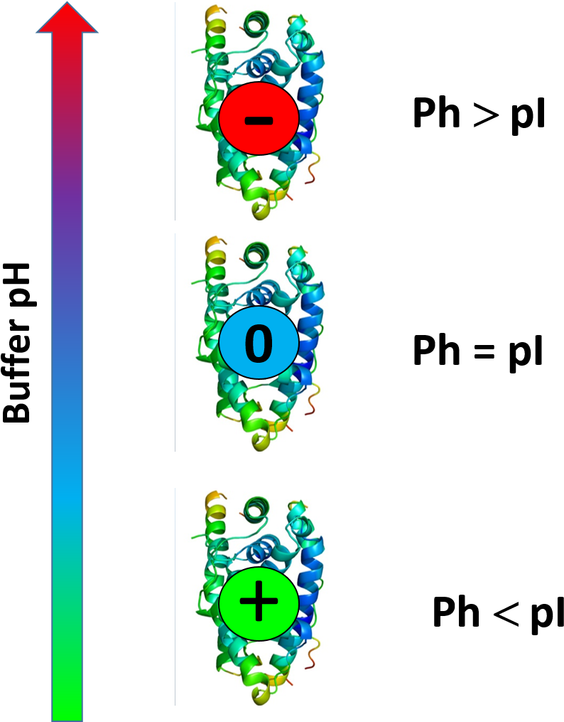 Protein Charge Is Function Of Buffer Ph - Buffer Ph And Protein Pi (1109x1014), Png Download
