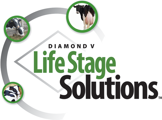 Dairy Nutrition And Health - Veterinary Medicine (600x424), Png Download