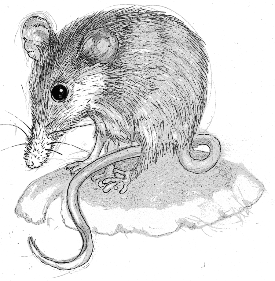 Download Mouse Clipart Honey Possum Rodent Computer - Clip Art (900x918), Png Download